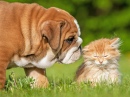 Englische Bulldogge und ein kleines Kätzchen