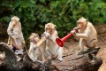 Affen in Thailand