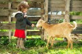Kleines Mädchen Füttert eine Ziege