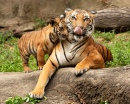 Mutter und Baby Tiger