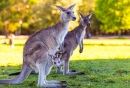 Känguru Mutter und Baby