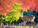 Hirsche im japanischen Park Nara