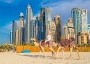 Kamel vor der Dubai Marina