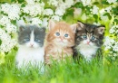 Drei kleine Kätzchen