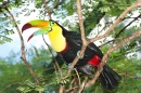 Tukan in einem tropischen Regenwald