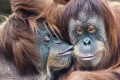 Zärtlichkeit unter Orang-Utan