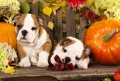 Englische Bulldogge Welpen
