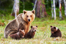 Braunbär Mutter mit Kindern