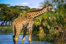 Wilde Giraffe in Kenia