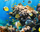 Tropische Fische auf einem Korallenriff