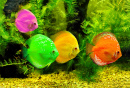 Farbige Fische
