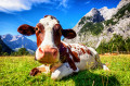 Eine Kuh in den österreichischen Bergen