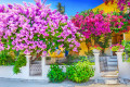 Griechisches Haus in Bougainvillea