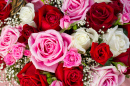 Rote und Pinke Rosen