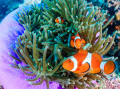 Pazifischer Clownfish