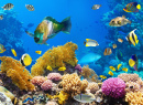 Korallenkolonie Auf Einem Riff