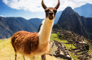 Lama in Machu Picchu, Peruanische Anden