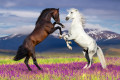 Zwei aufbäumende Pferde