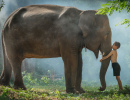 Thailändischer Junge mit seinem Elefanten