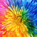 Regenbogen Blume