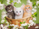 Drei Kleine Kätzchen