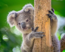 Koala im Zoo