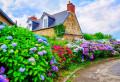 Hortensien in einem kleinen französischen Dorf