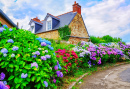 Hortensien in einem kleinen französischen Dorf