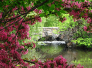 Pink Flowers with Bridge
