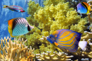 Tropische Fische, Rotes Meer, Ägypten