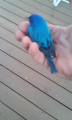 A bird in the hand