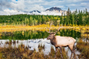 Stolzer Hirsch im Jasper-Nationalpark