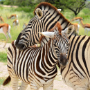 Junger Zebra, kuschelt mit Mama