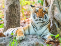 Königlicher Bengal-Tiger