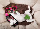 Jack Russell Terrier macht ein Selfie