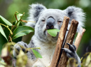Lone Pine Koala Schutzgebiet, Brisbane