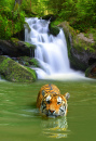 Sibirischer Tiger nimmt ein Bad
