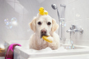Hund in einer Badewanne