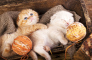 Kätzchen schlafen mit einem Wollball