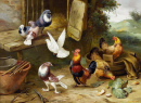 Hühner und Tauben auf einem Hof