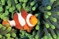 Clownfish in einer Seeanemone