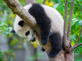 Fauler Panda