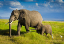 Elefantenfamilie in Tansania