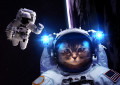 Astronaut Katze