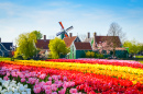 Holländische Landschaft mit Tulpen
