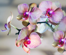 Hybrid-Orchidee