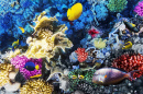 Koralle und Fische im Roten Meer