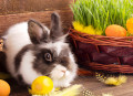 Niedlicher Osterhase