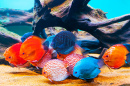Farbige Fische im Aquarium