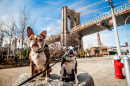 Hunde sitzen vor der Brooklyn Bridge
